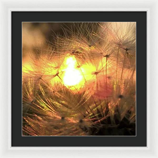 Dandelion Sunrise Wish - Framed Print