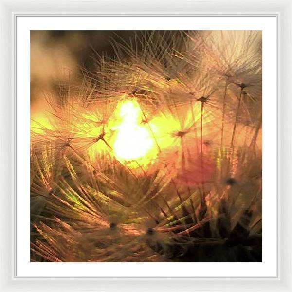 Dandelion Sunrise Wish - Framed Print