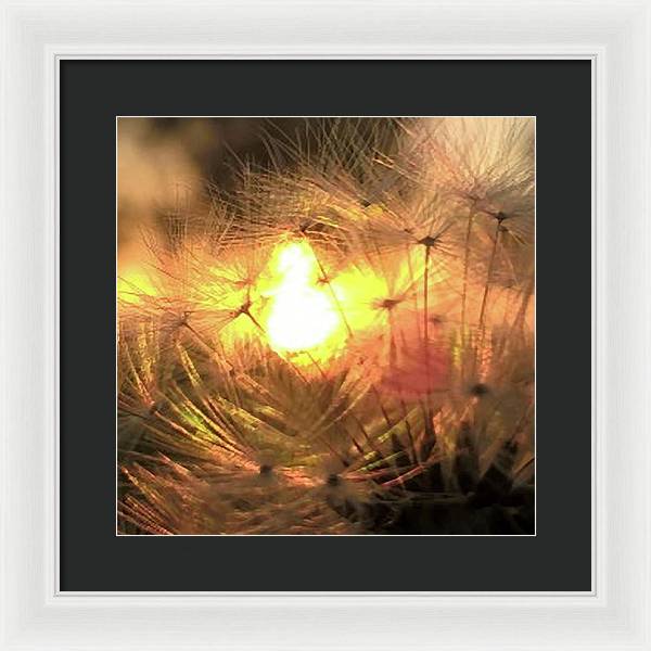 Dandelion Sunrise Wish - Framed Print