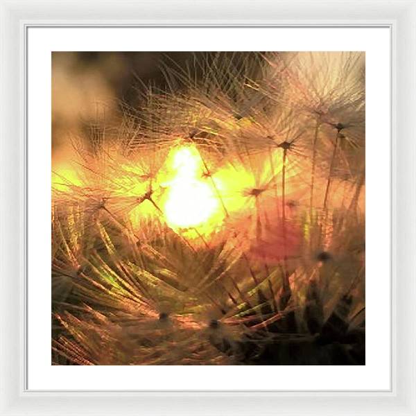 Dandelion Sunrise Wish - Framed Print