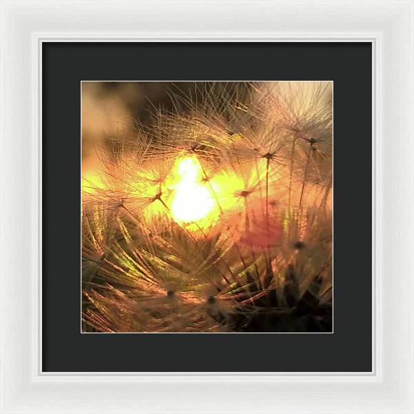 Dandelion Sunrise Wish - Framed Print