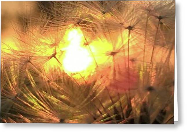 Dandelion Sunrise Wish - Greeting Card