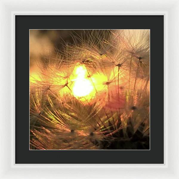 Dandelion Sunrise Wish - Framed Print