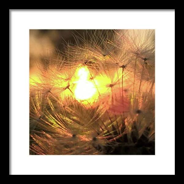 Dandelion Sunrise Wish - Framed Print