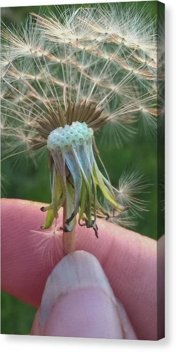 Dandelion Wish - Canvas Print