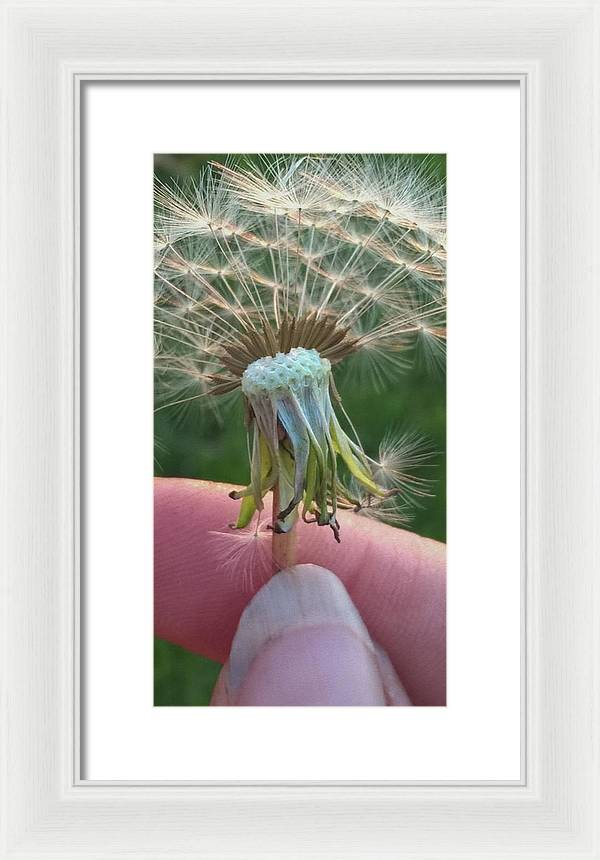 Dandelion Wish - Framed Print