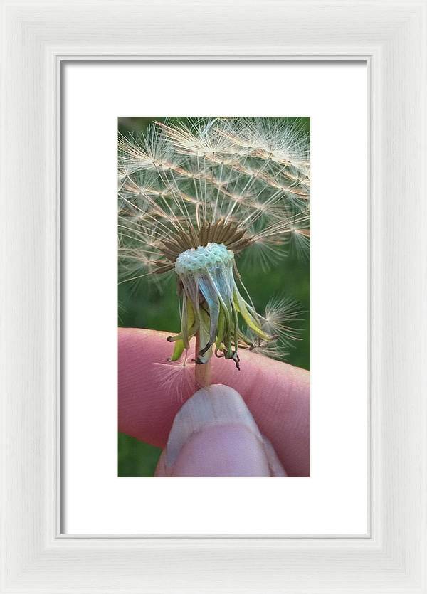 Dandelion Wish - Framed Print