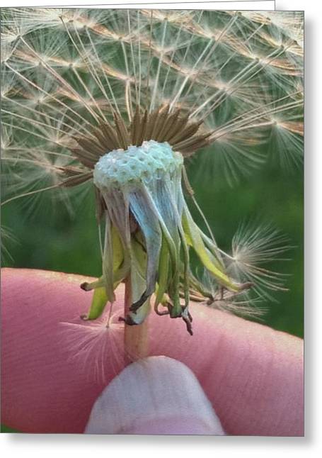 Dandelion Wish - Greeting Card