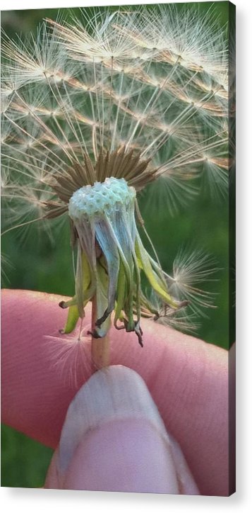 Dandelion Wish - Acrylic Print