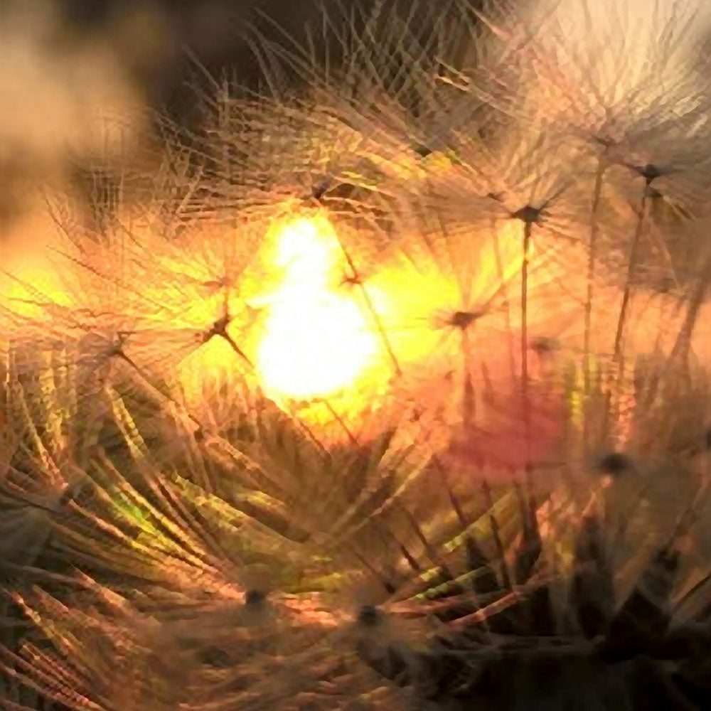 Dandelion Sunrise Digital Image Download