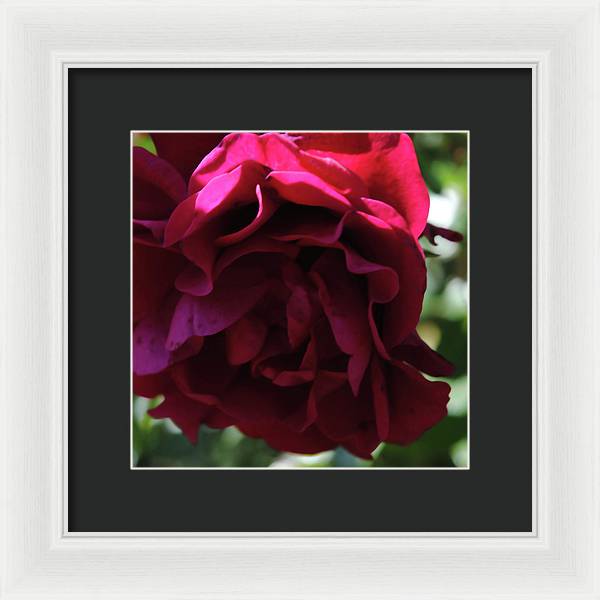 Dark Pink Flower - Framed Print