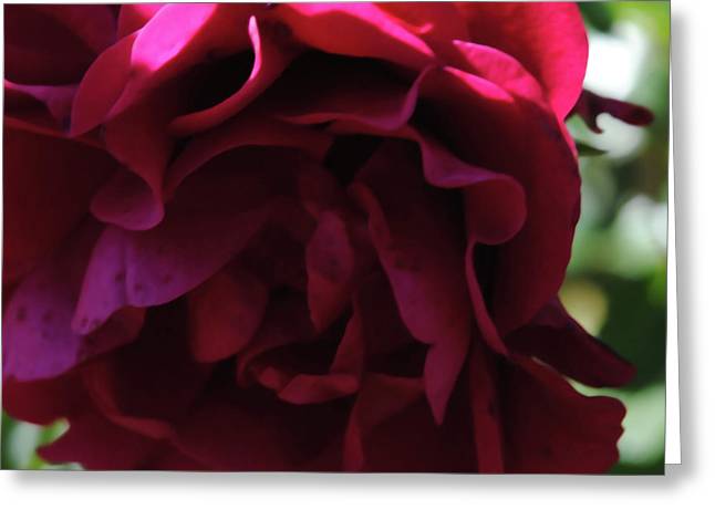 Dark Pink Flower - Greeting Card