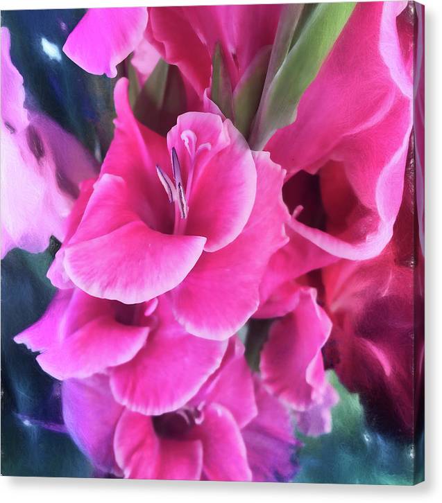 Dark Pink Gladiolas - Canvas Print