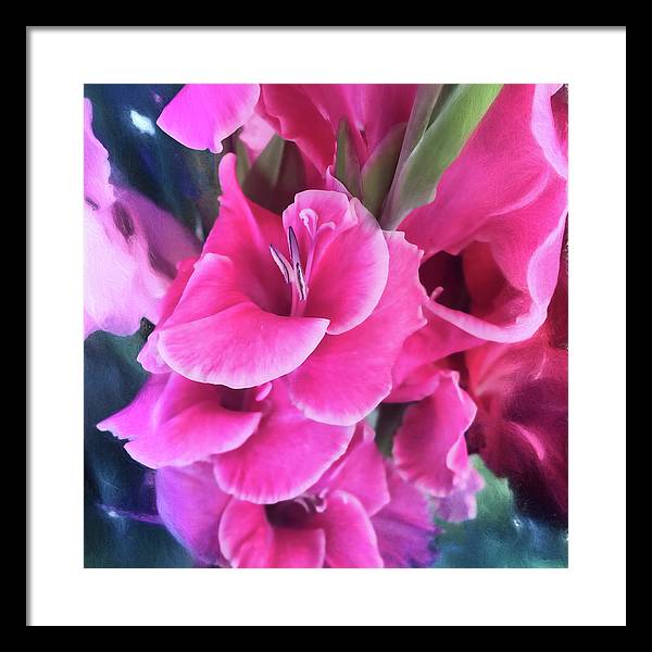 Dark Pink Gladiolas - Framed Print