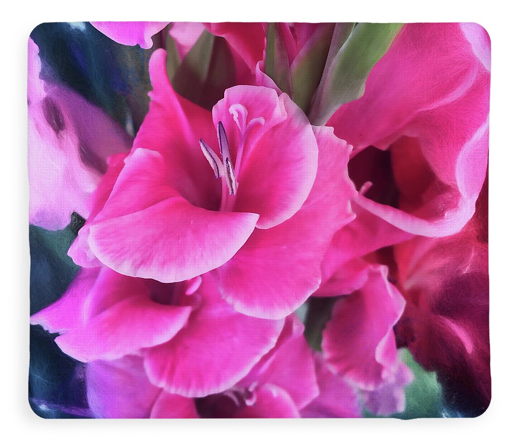 Dark Pink Gladiolas - Blanket