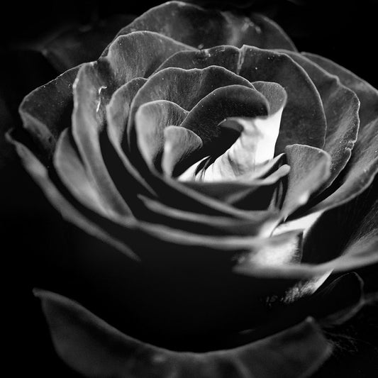 Dark Black and White Rose Digital Image Download