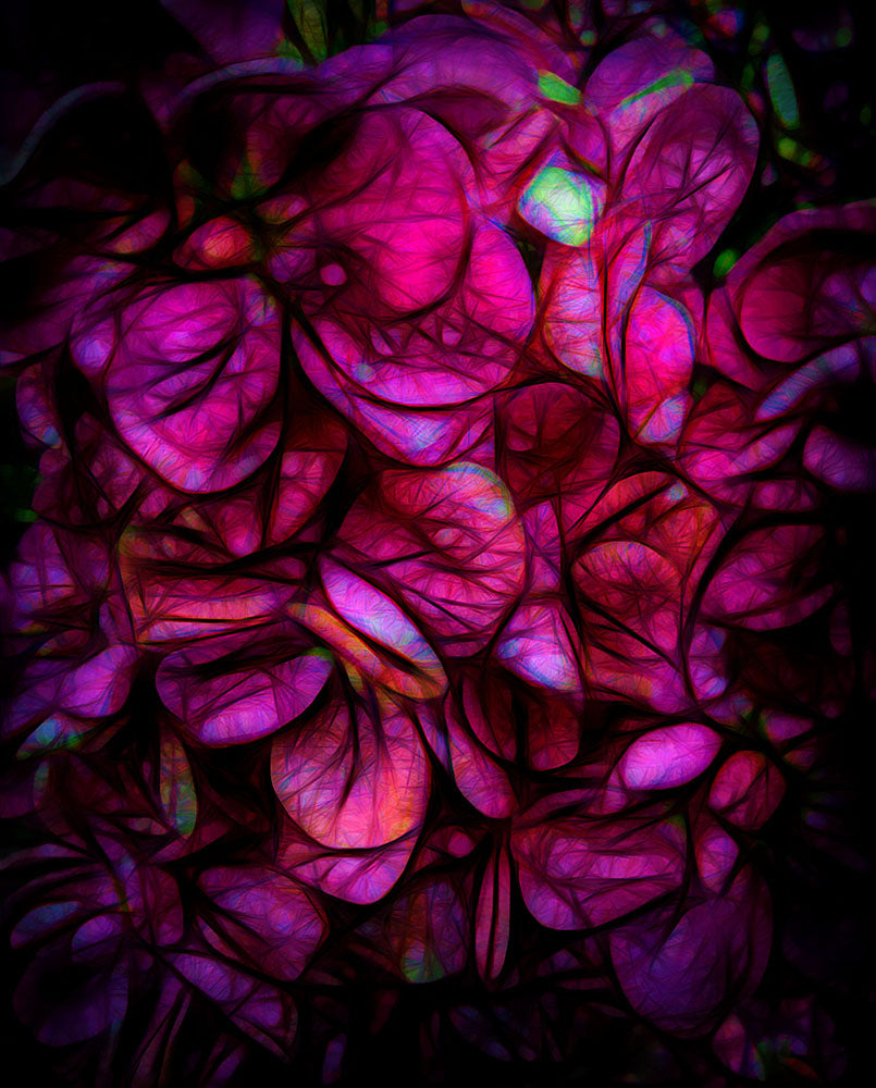 Dark Pink Flower Background Digital Image Download