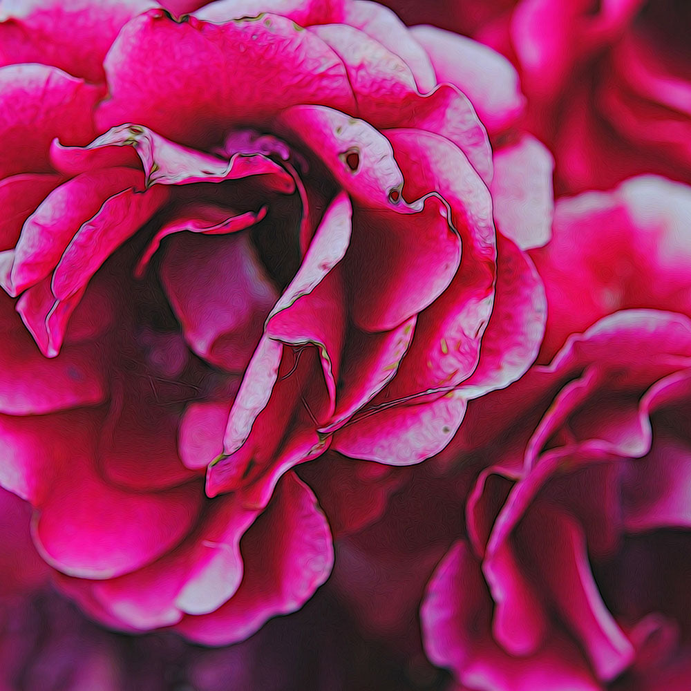 Dark Pink Flowers Digital Image Download