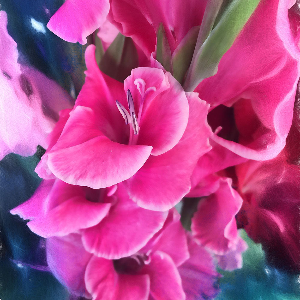 Dark Pink Gladiolas Digital Image Download