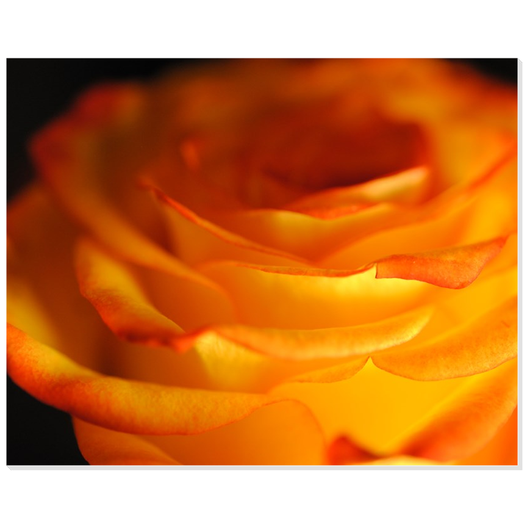 Orange Rose Close Up Acrylic Prints