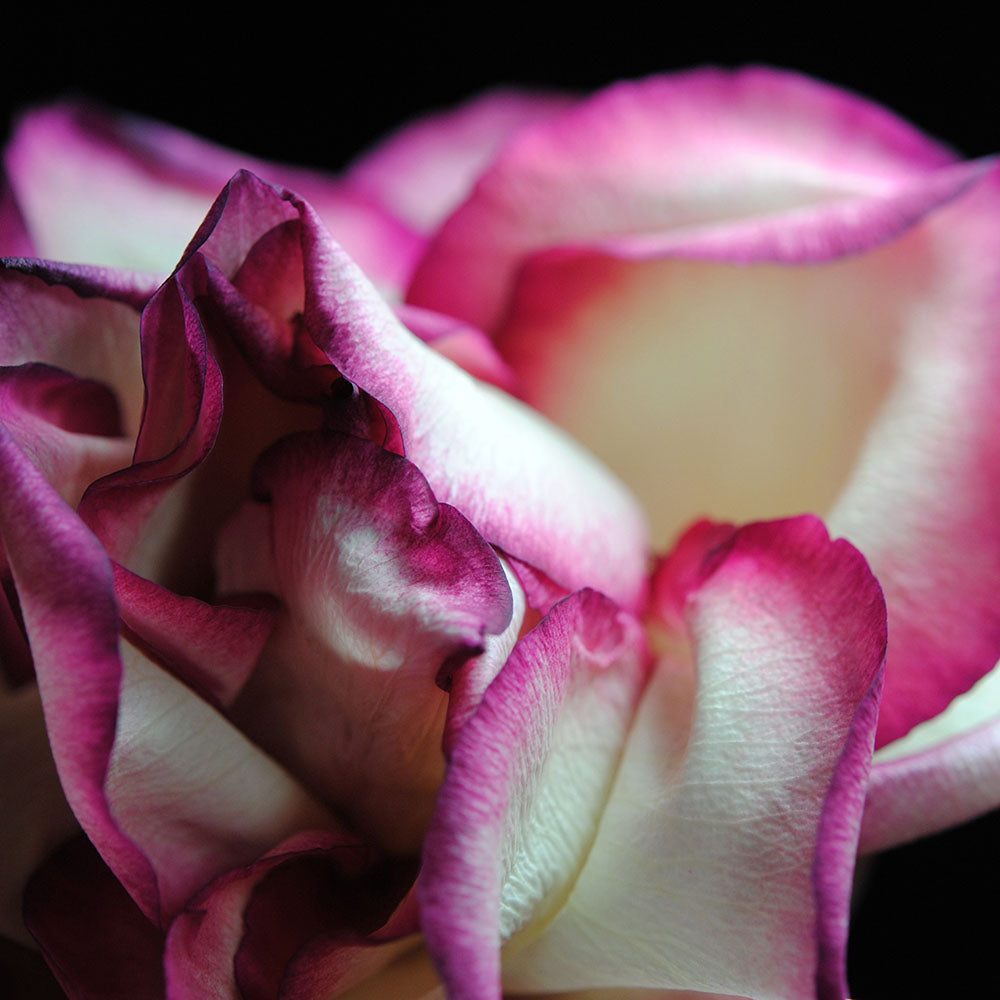 Pink Lined White Rose Digital Image Download