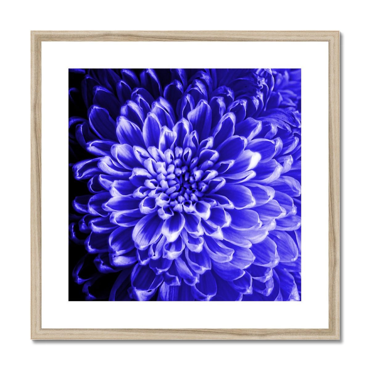 Blue Chrysanthemum Framed & Mounted Print