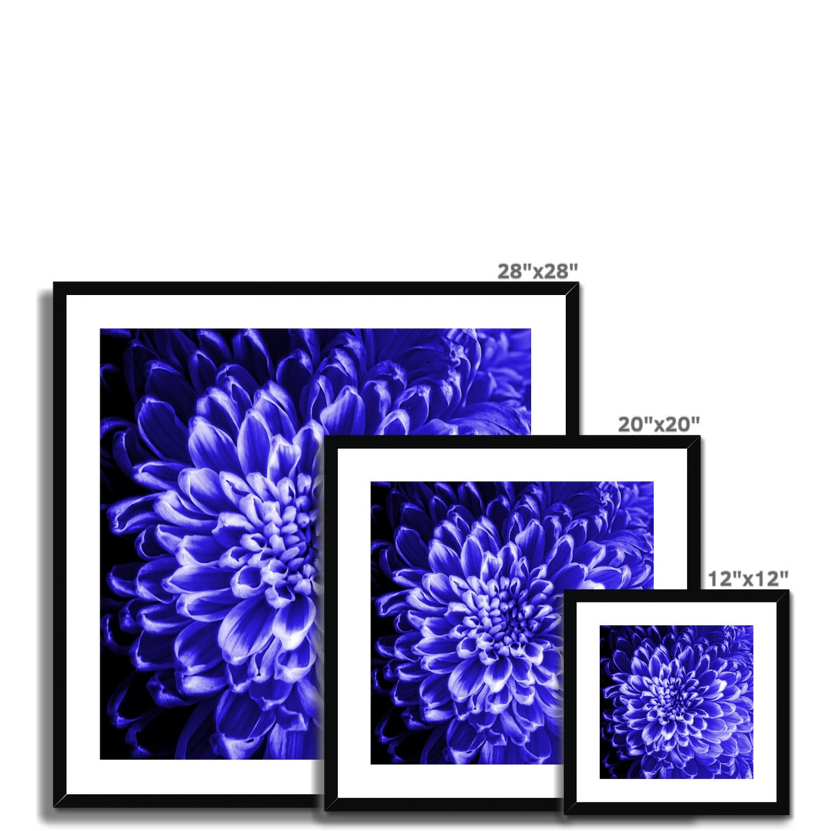 Blue Chrysanthemum Framed & Mounted Print