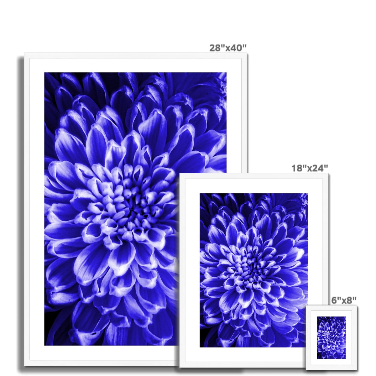 Blue Chrysanthemum Framed & Mounted Print