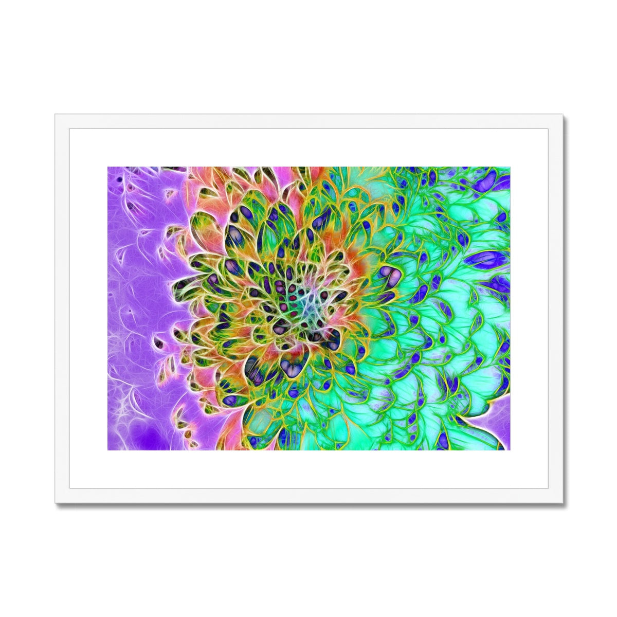 Abstract Peacock Chrysanthemum Framed & Mounted Print