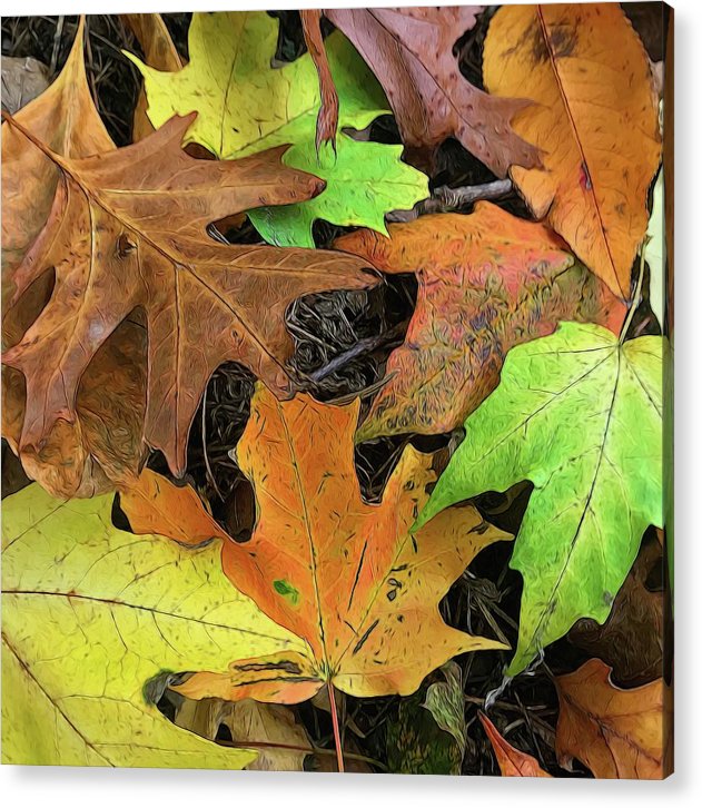 Early October Leaves 1 - Acrylic Print