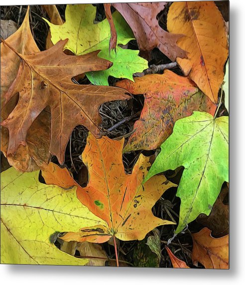 Early October Leaves 1 - Metal Print