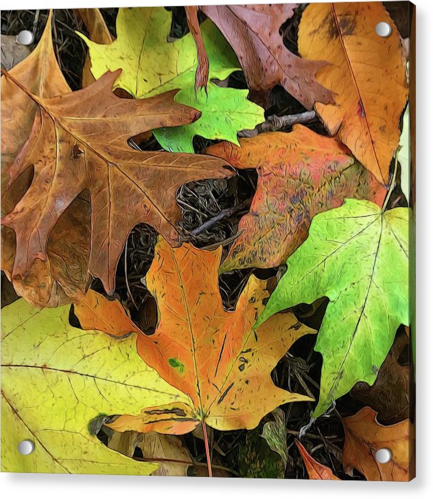 Early October Leaves 1 - Acrylic Print