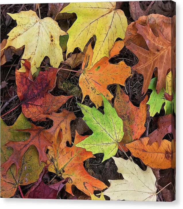 Early October Leaves 3 - Canvas Print