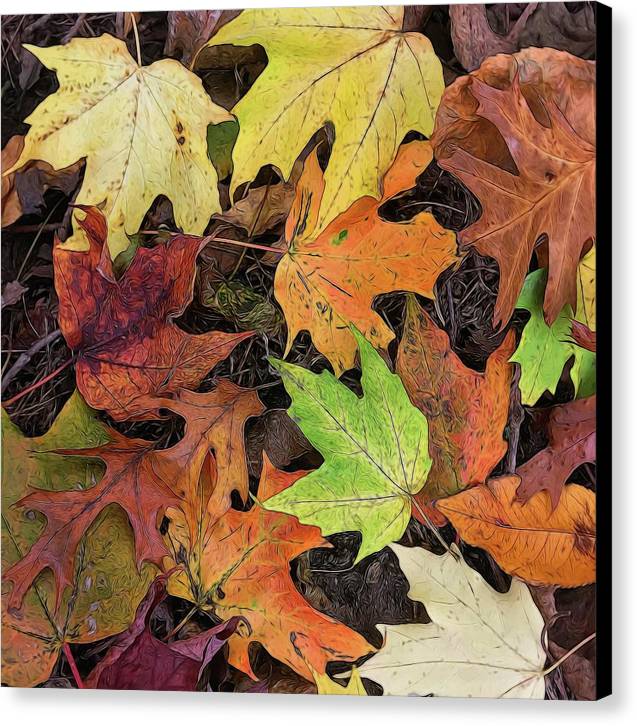 Early October Leaves 3 - Canvas Print