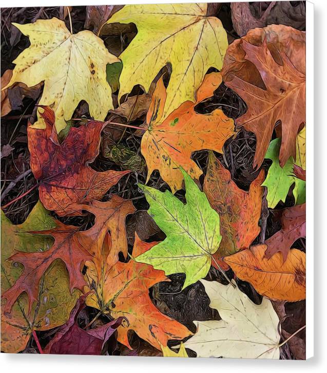 Early October Leaves 3 - Canvas Print