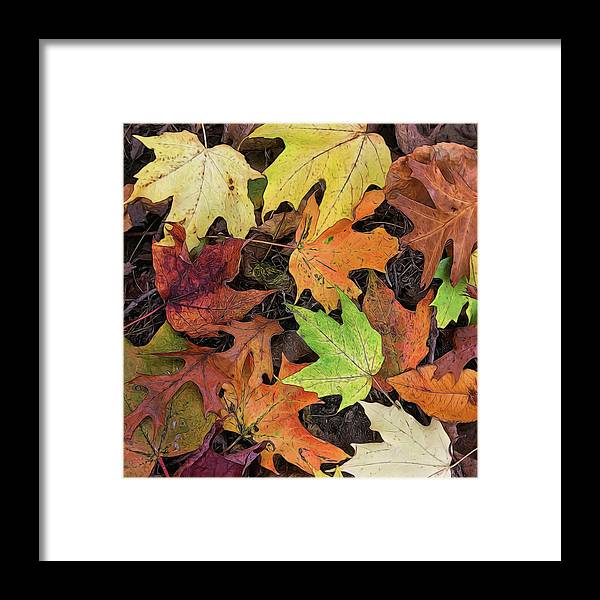 Early October Leaves 3 - Framed Print