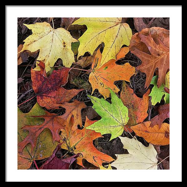 Early October Leaves 3 - Framed Print