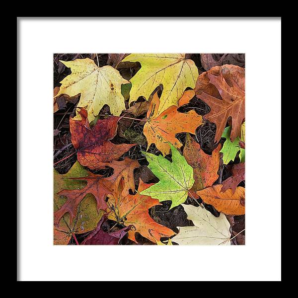 Early October Leaves 3 - Framed Print