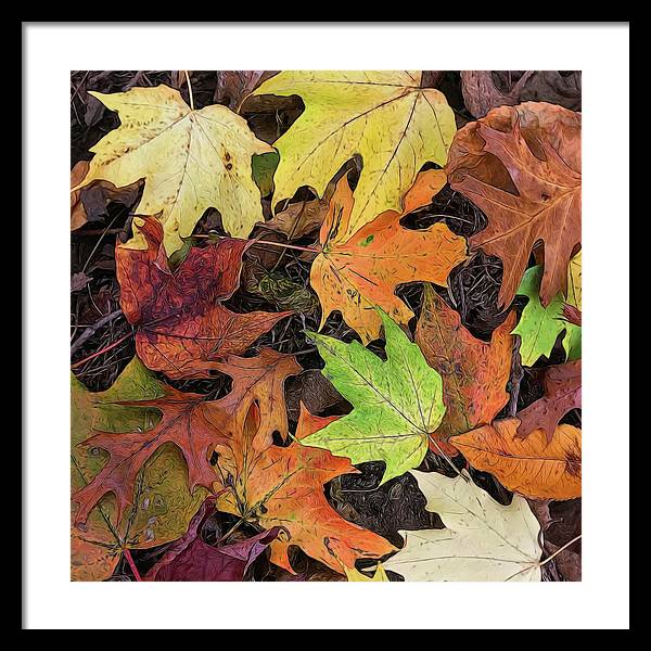 Early October Leaves 3 - Framed Print