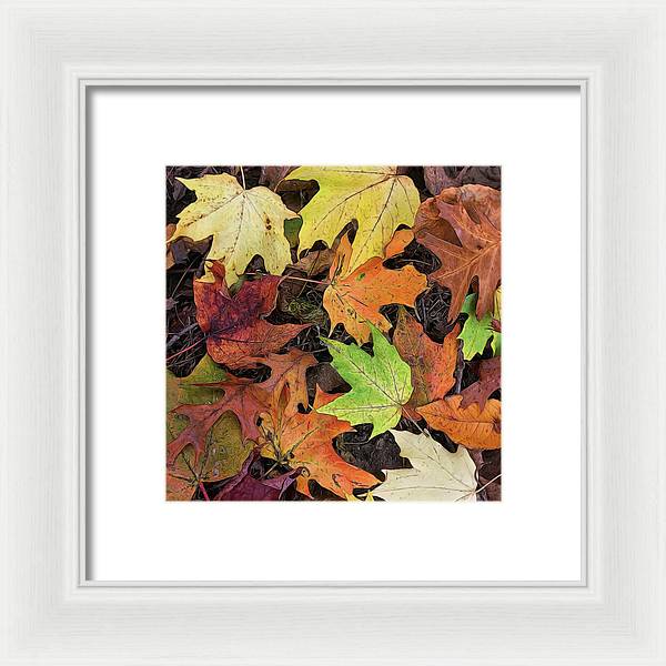 Early October Leaves 3 - Framed Print