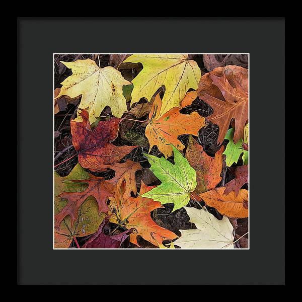 Early October Leaves 3 - Framed Print