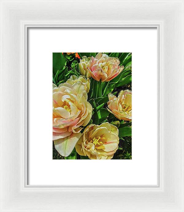 Early Summer Flowers - Framed Print