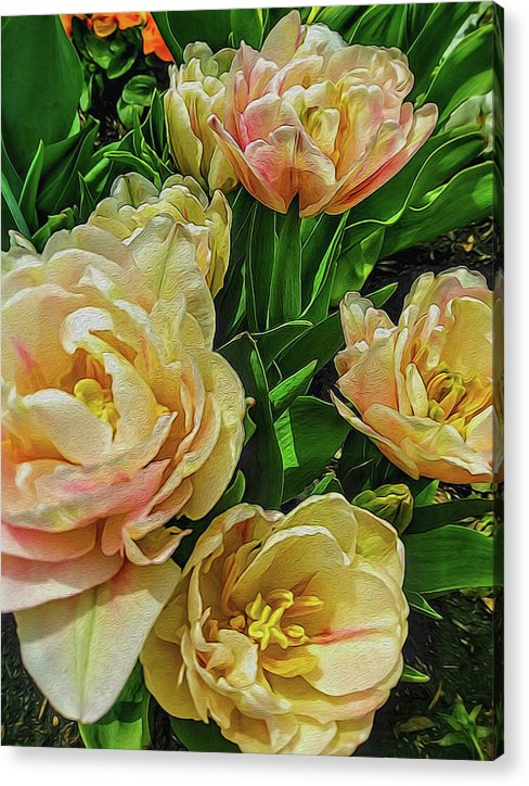 Early Summer Flowers - Acrylic Print