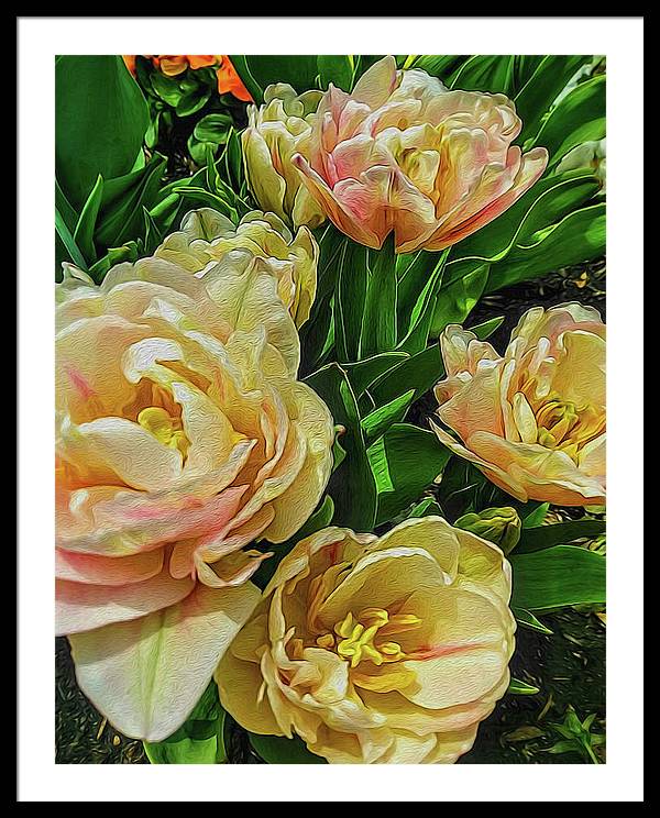 Early Summer Flowers - Framed Print