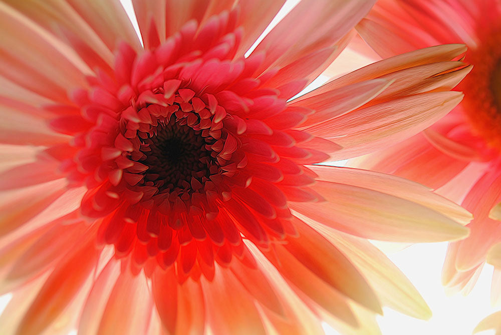 Ethereal Pink Daisy Digital Image Download