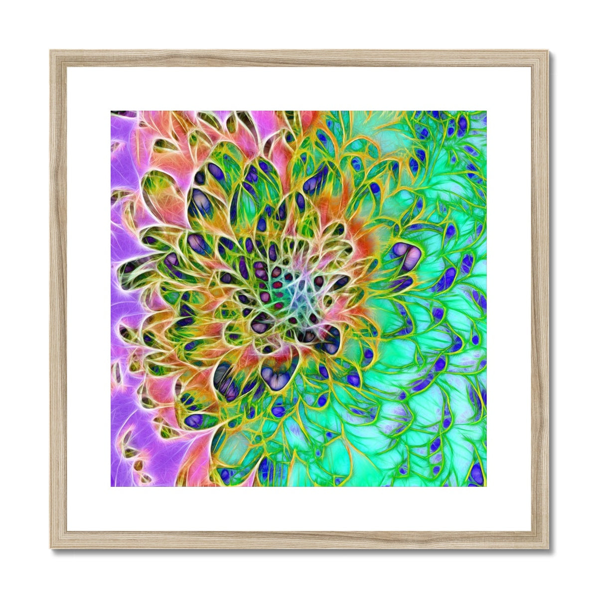 Abstract Peacock Chrysanthemum Framed & Mounted Print