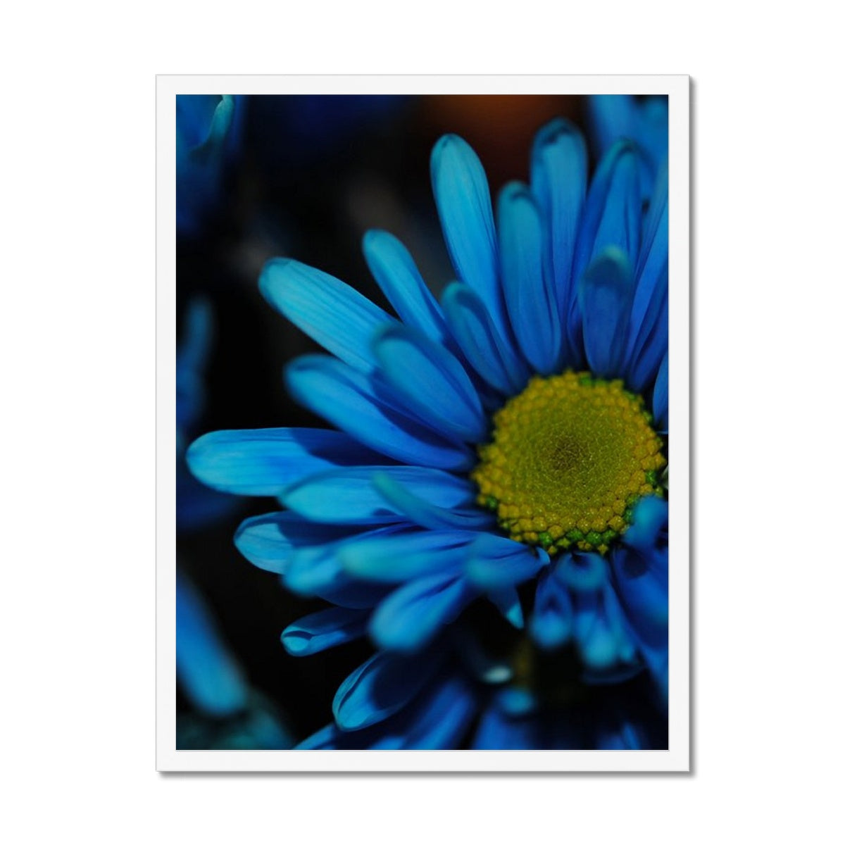 Blue Daisy Framed Print
