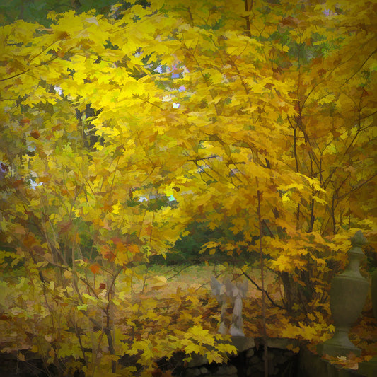 Fall Color Backyard Digital Image Download