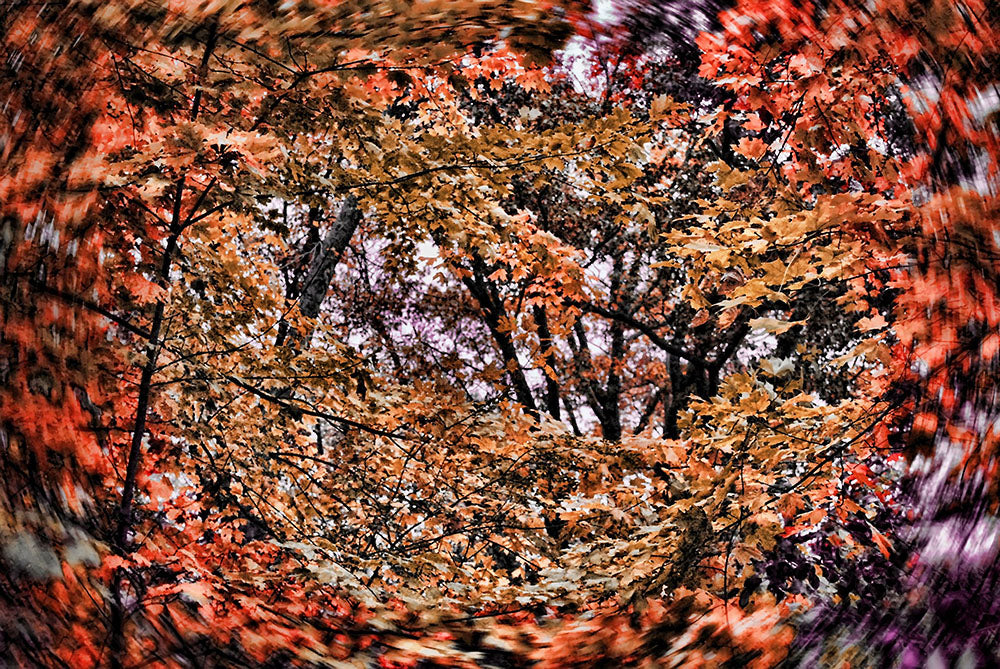 Fall Windy Leaves Digital Image Download