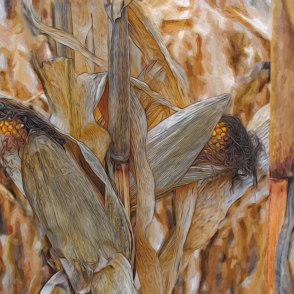 Fall Sweet Corn At Harvest Digital Image Download